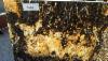 /ext/galleries/the-stones-of-the-cachoeiro-stone-fair-in-brazil/full/Magban---Magma.jpg