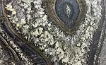 AMARONE QUARTZITE by Guidoni