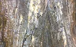 FUSION DELUXE QUARTZITE by UNQ Stone