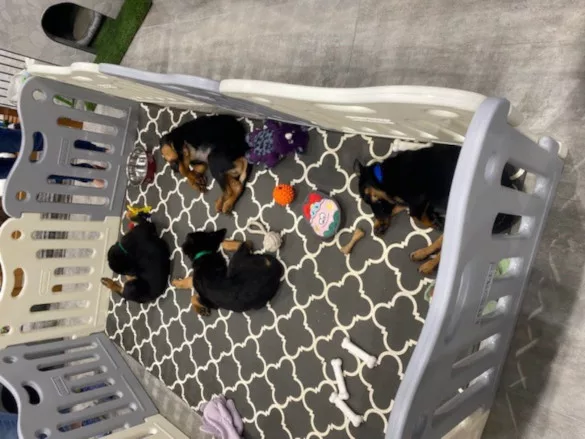 Puppies with TCNA Tiled Doghouses at Coverings 2025