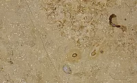 Stone of the Month: Jura Beige Limestone